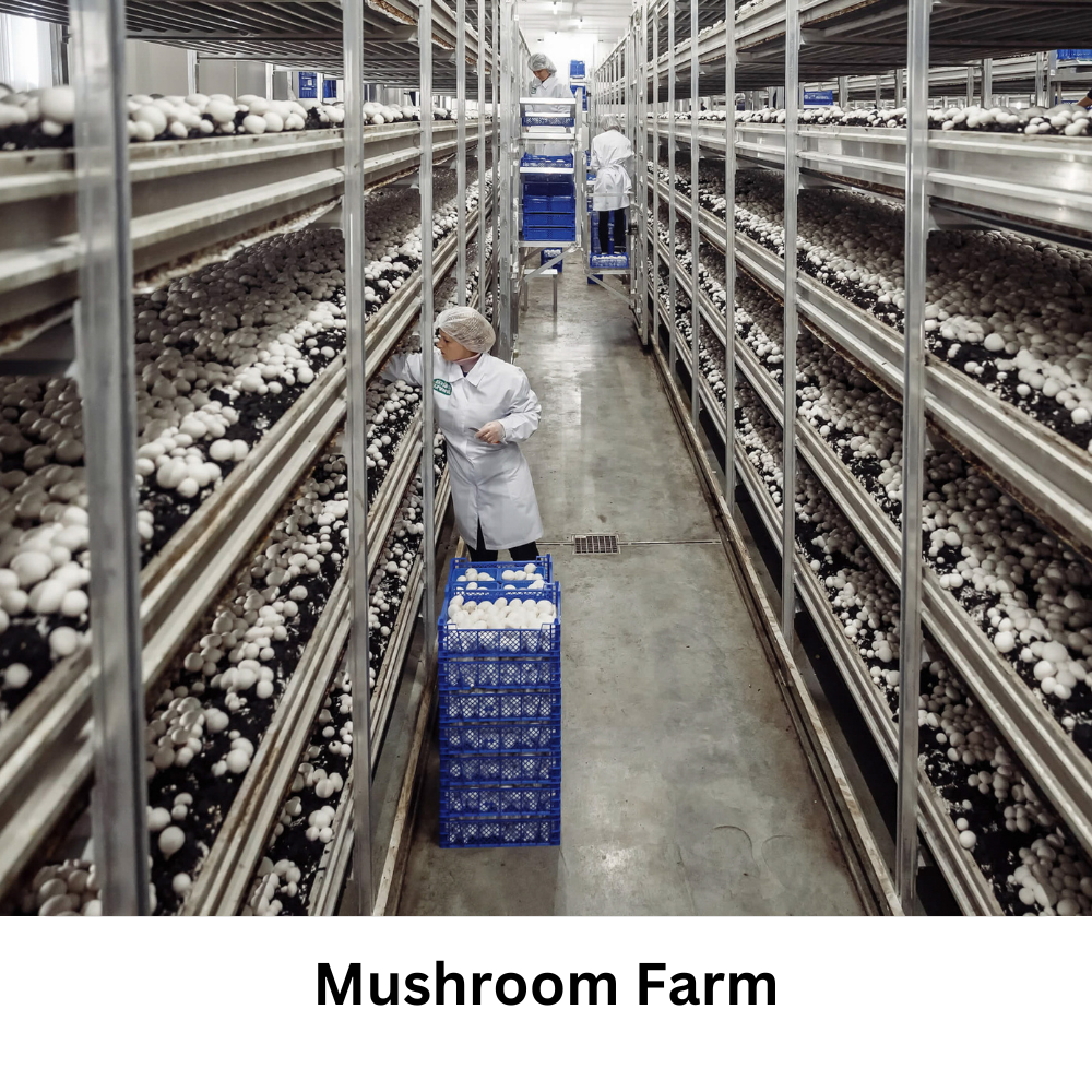 Mushroom farm